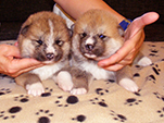 Akita inu girl 3 and 4