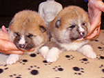 Akita inu boy 1 and 2