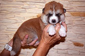 Girl_Akemi_2weeks