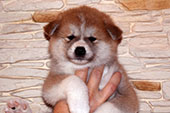 Girl_Akemi_5weeks