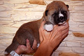Girl_Tamiko_2weeks