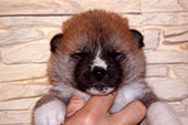 Girl_Tamiko_3weeks