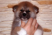 Girl_Tamiko_5weeks