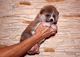 3_weeks_boy_2