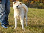 Akita inu YUUKI HIME Go from Hachimantai