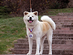 Akita inu YUUKI HIME Go from Hachimantai