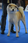 Akita inu YUUKI HIME Go from Hachimantai