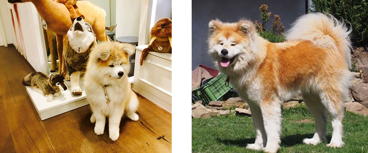 Akita inu dlouhosrstá