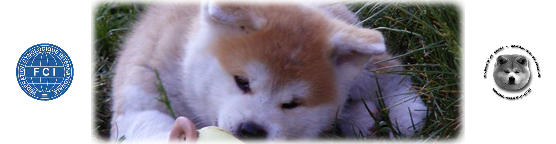 Akita inu Byu-Ti-Sawa štěně