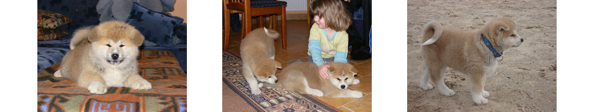 Akita inu puppies, štěňata