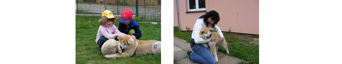 Akita inu puppies, štěňata