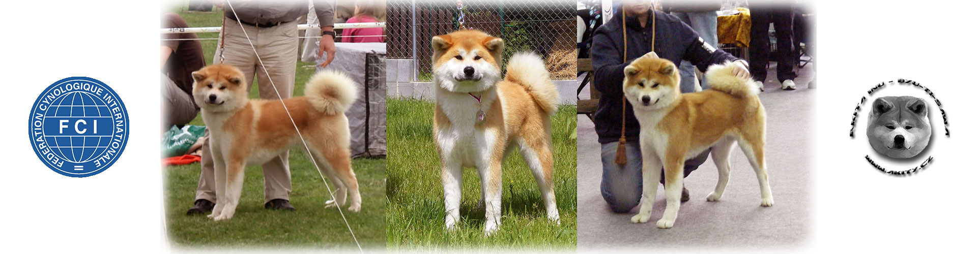 Akita inu FUUKI GO Byu-Ti-Sawa