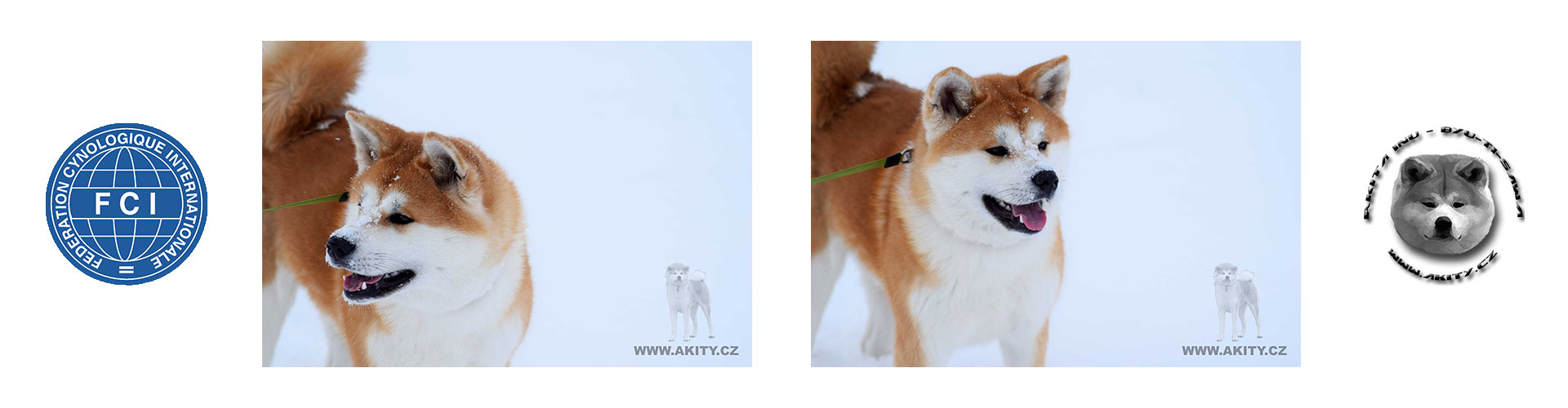 Akita inu HARU GO Shirakami Kensha