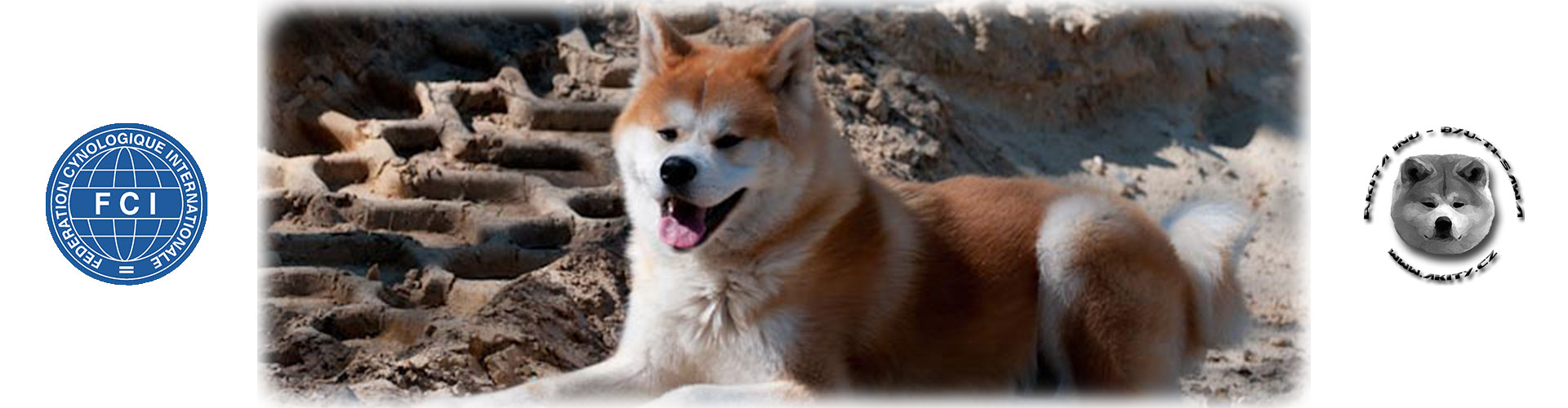 Akita inu Byu-Ti-Sawa Chikai