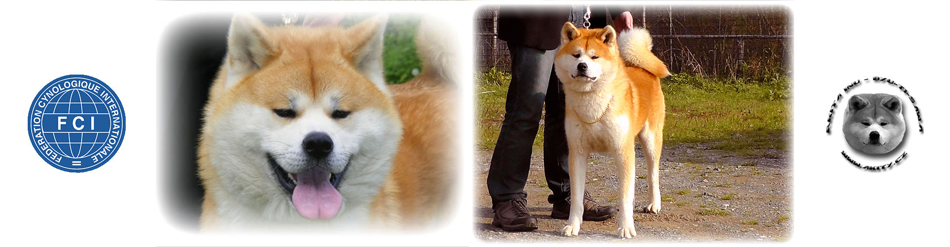 Akita inu SANGO GO Zero-Sen-Ken