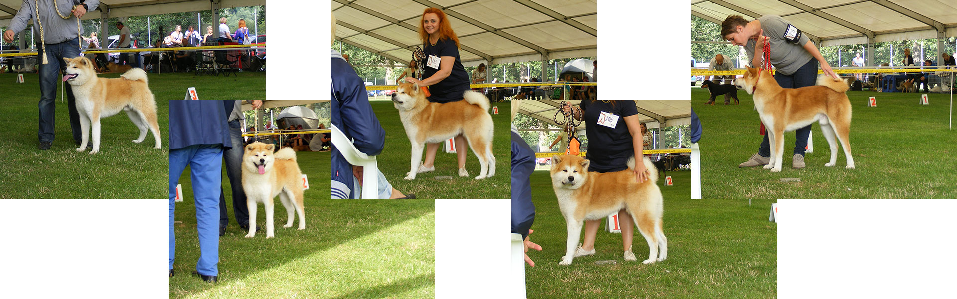 Akita inu Byu-Ti-Sawa - Mezinárodní výstava psů Mladá Boleslav 14.8.2016