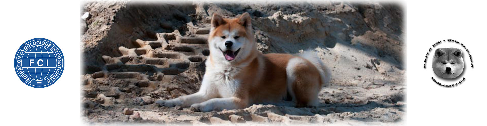 Akita inu Byu-Ti-Sawa brindle puppy