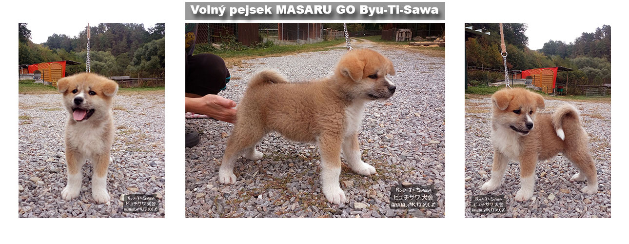 Akita inu MASARU GO Byu-Ti-Sawa