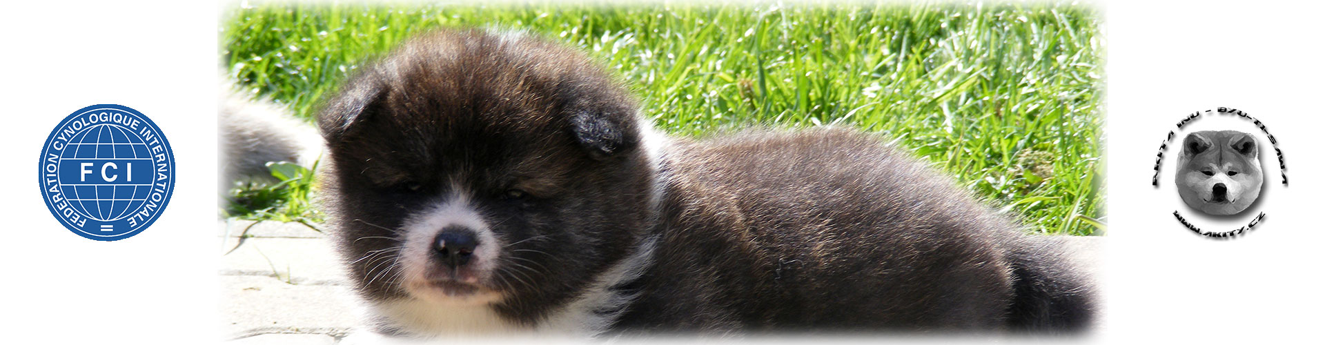 Akita inu Byu-Ti-Sawa brindle puppy