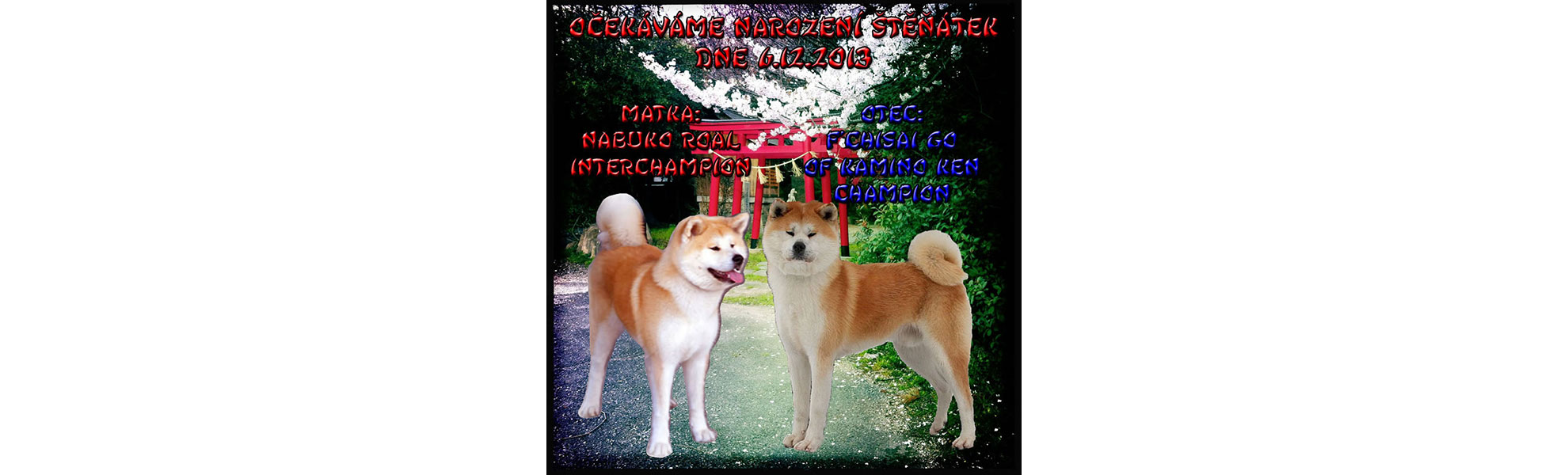 Akita inu Byu-Ti-Sawa vrh H rodiče