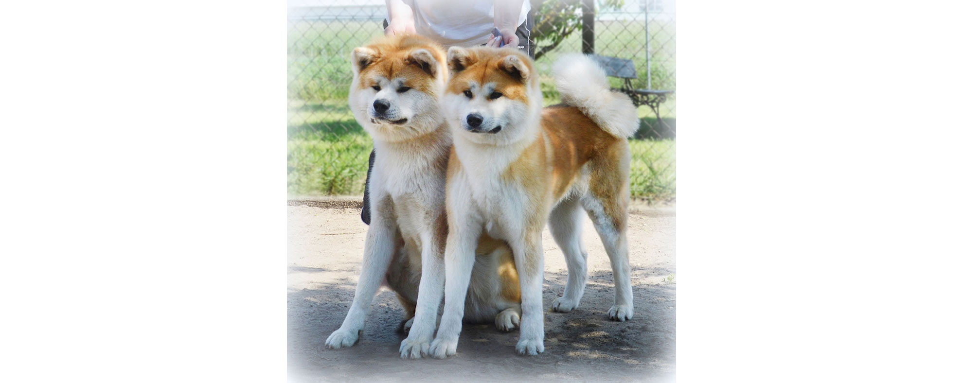 Akita inu Byu-Ti-Sawa vrh I rodiče