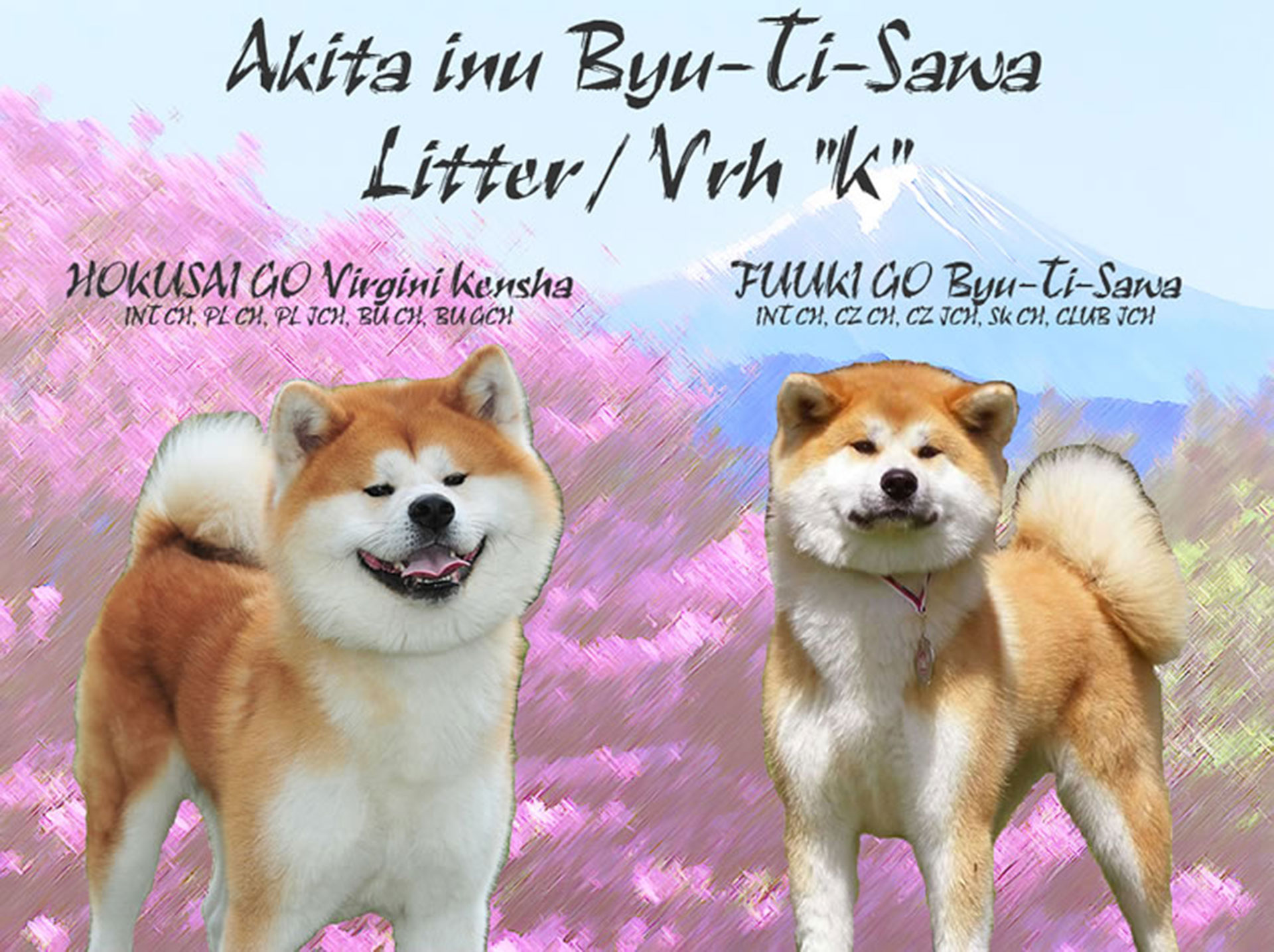 Akita inu Byu-Ti-Sawa vrh K rodiče