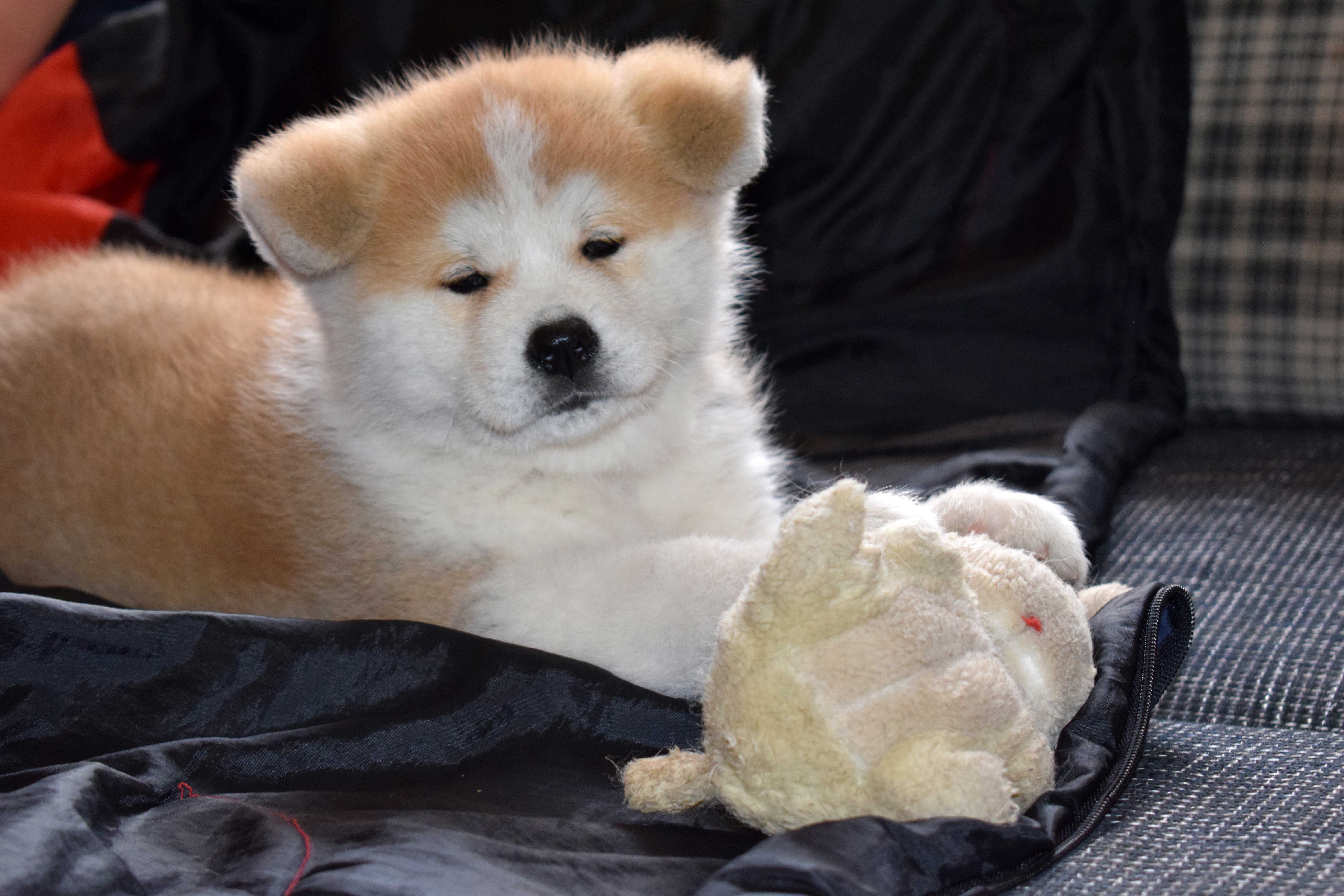 Akita inu Byu-Ti-Sawa Sachio