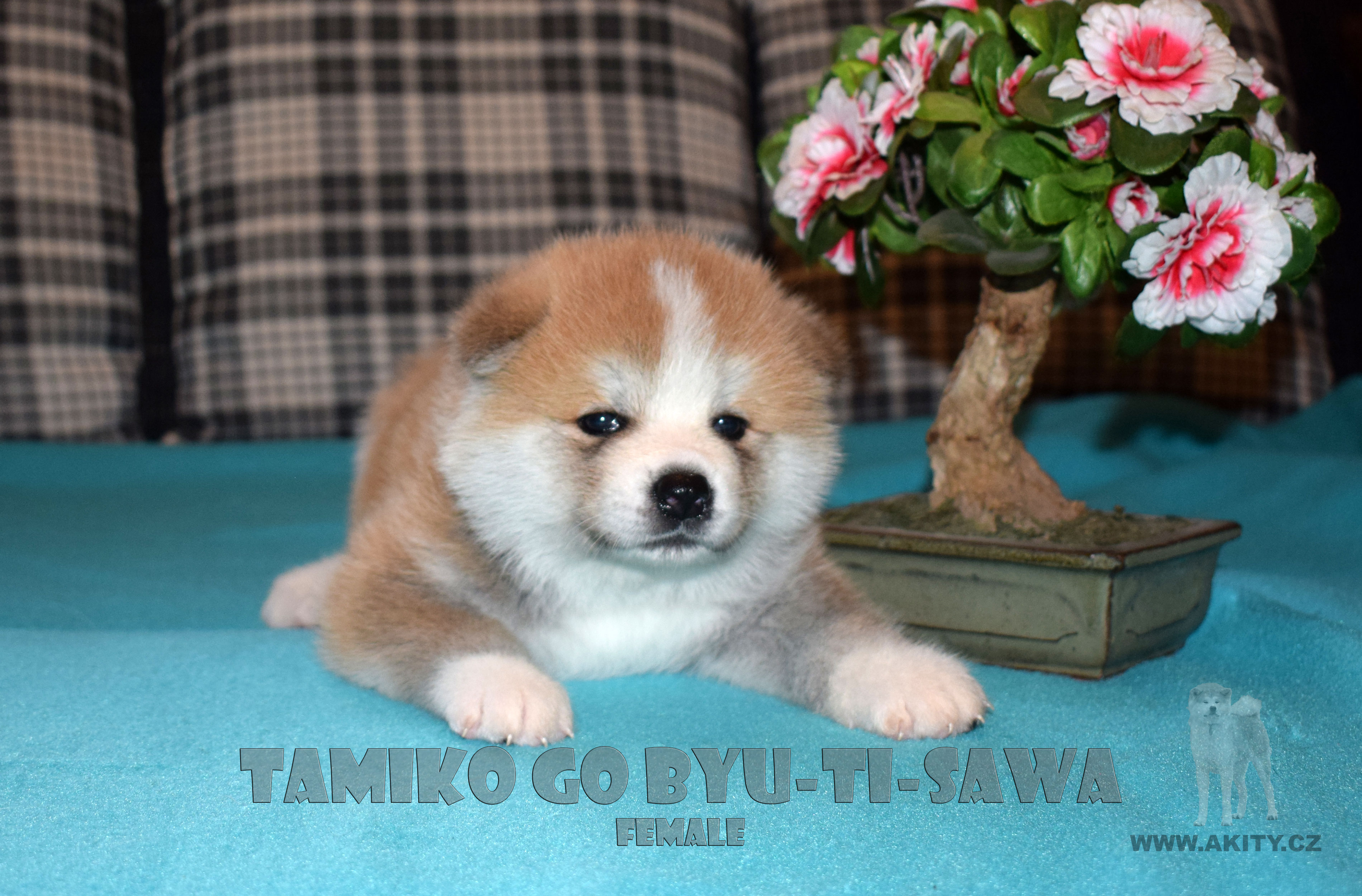 Akita inu Byu-Ti-Sawa vrh T