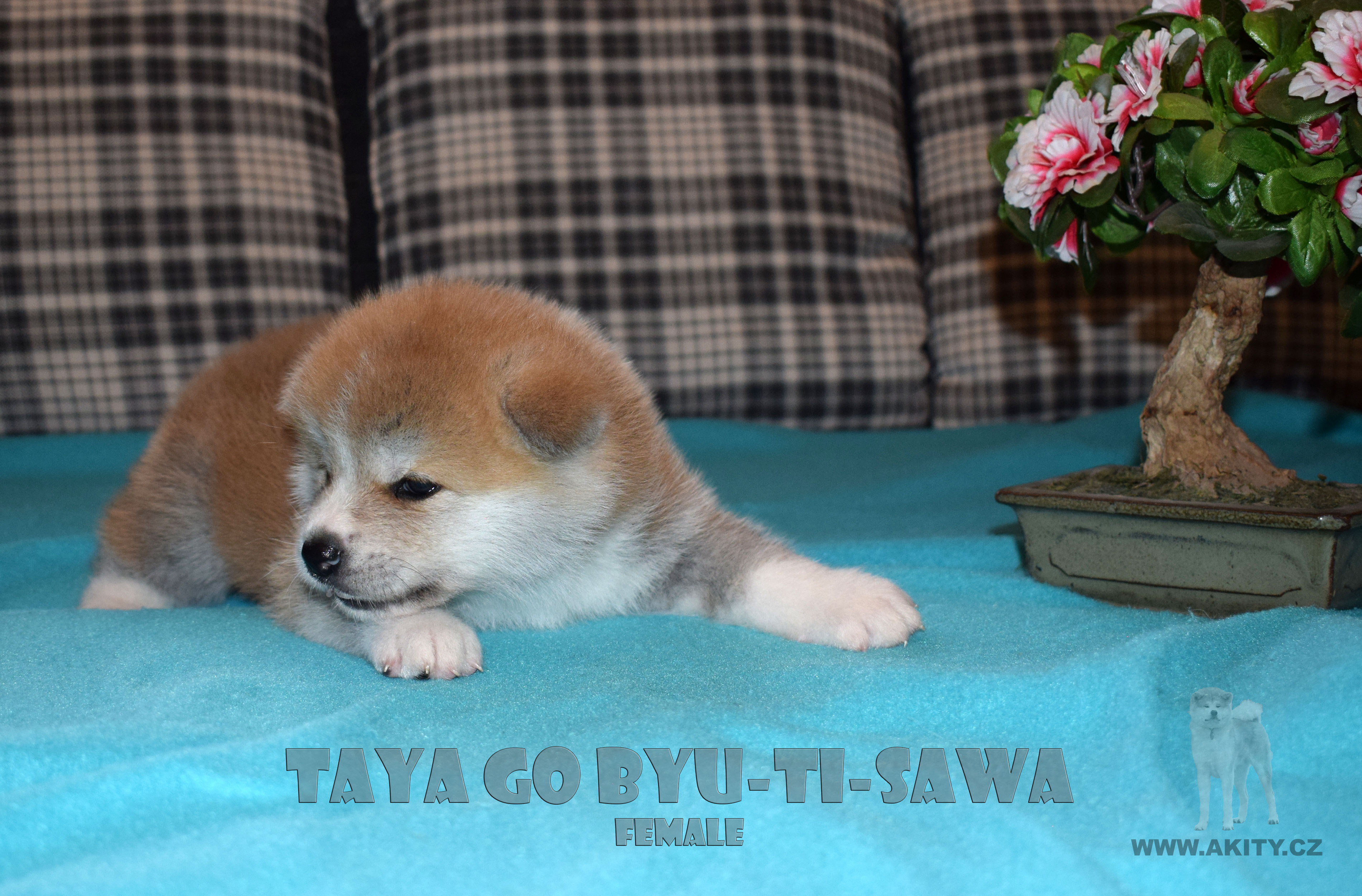 Akita inu Byu-Ti-Sawa vrh T