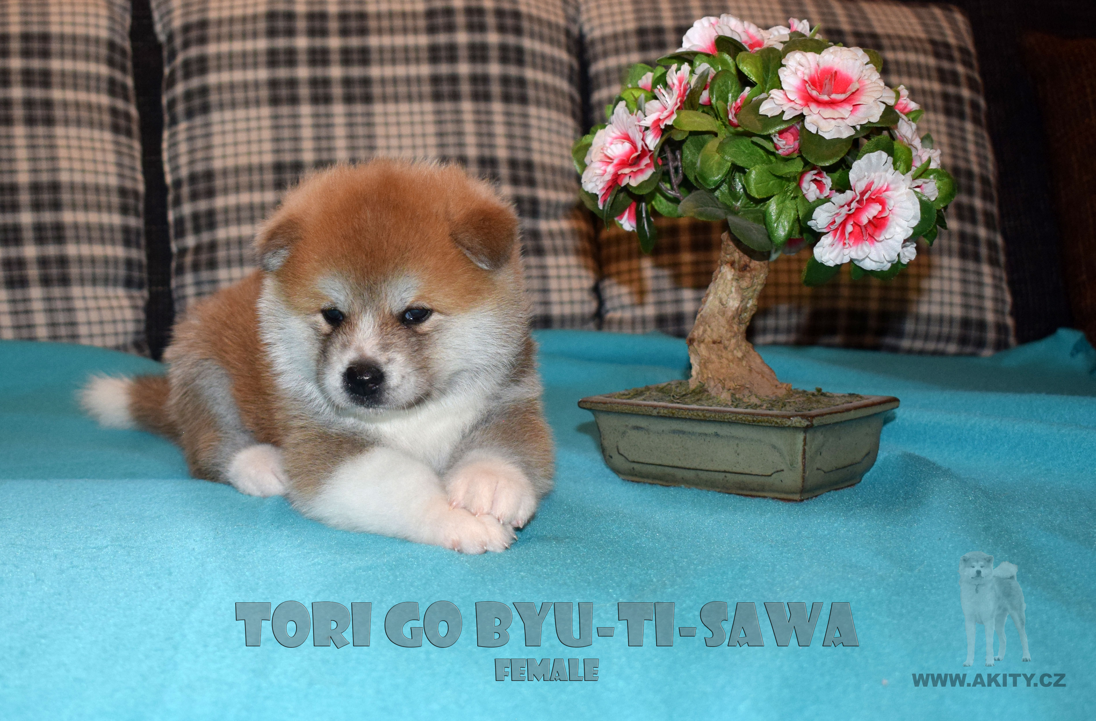 Akita inu Byu-Ti-Sawa vrh T