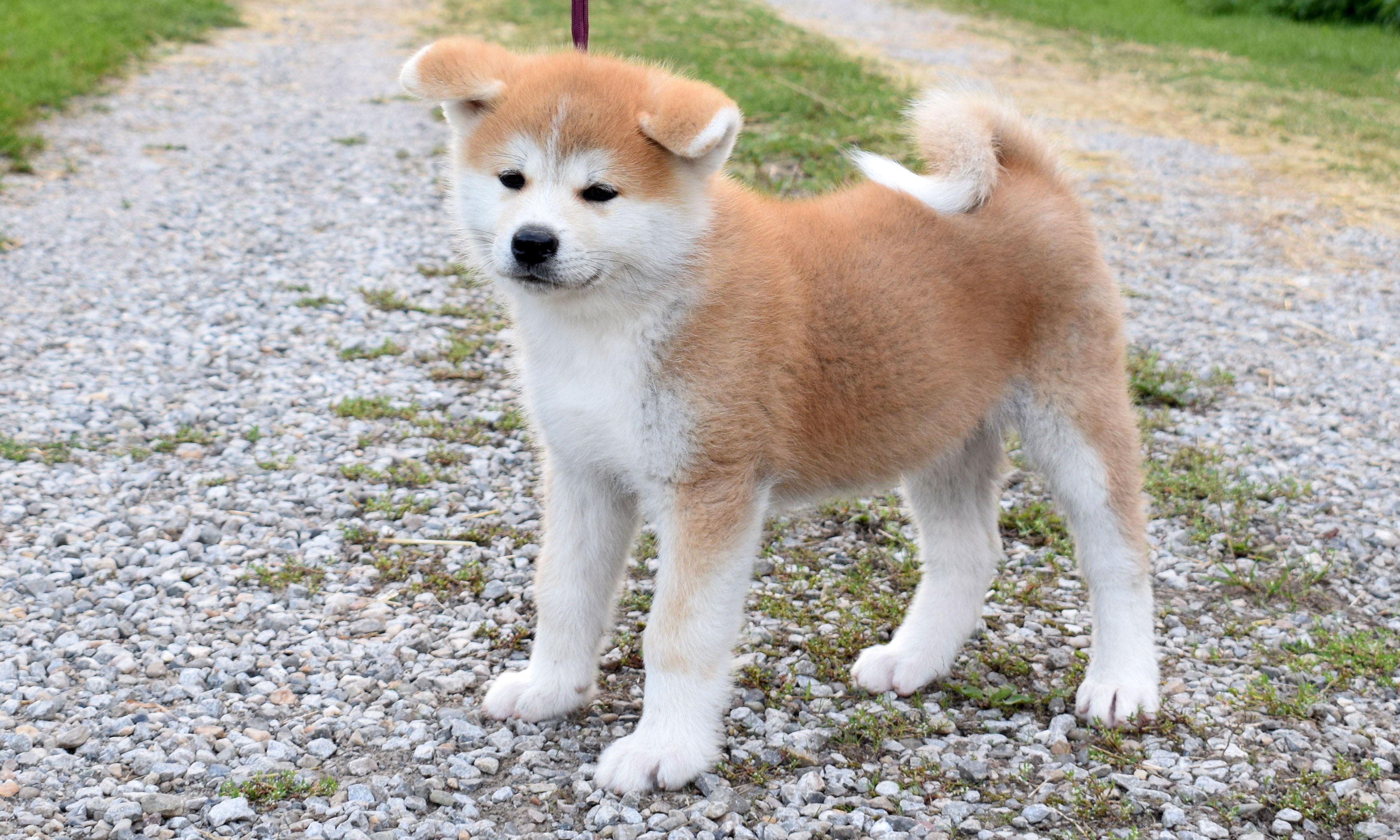 Akita inu Byu-Ti-Sawa vrh T