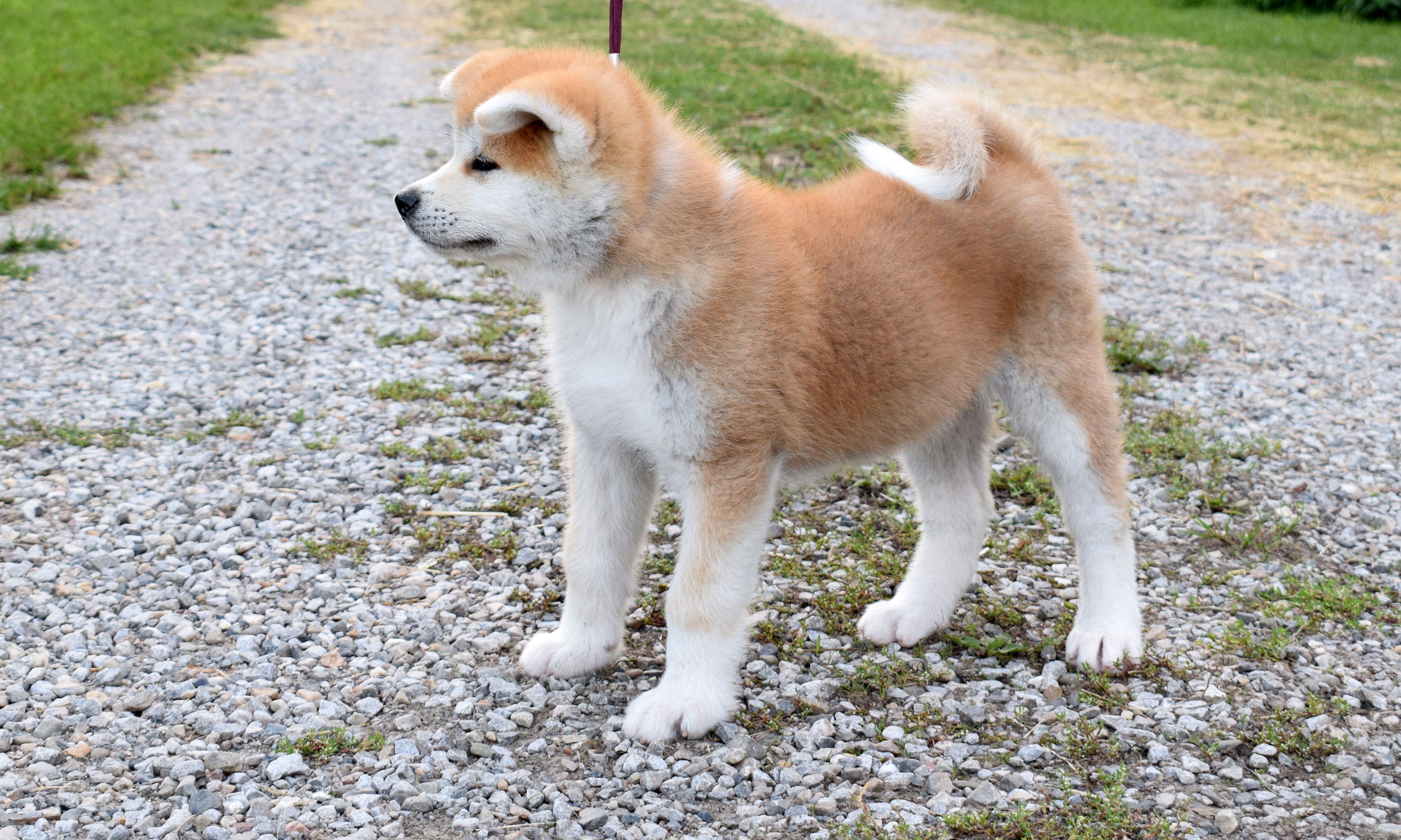 Akita inu Byu-Ti-Sawa vrh T