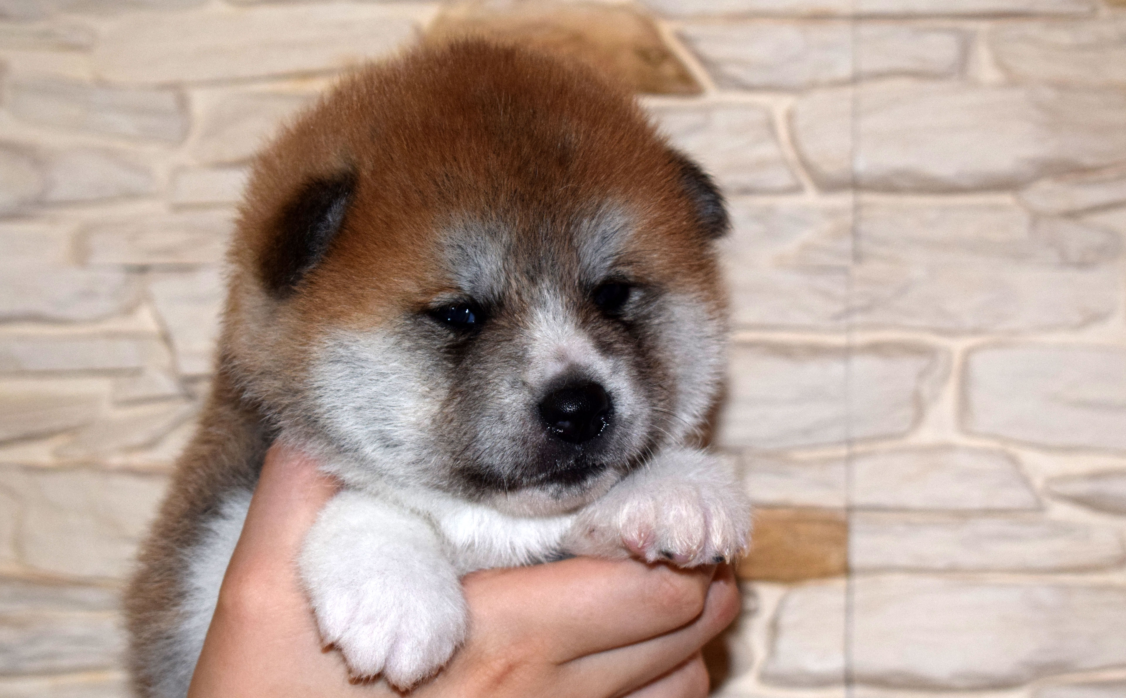 Akita inu Byu-Ti-Sawa vrh T