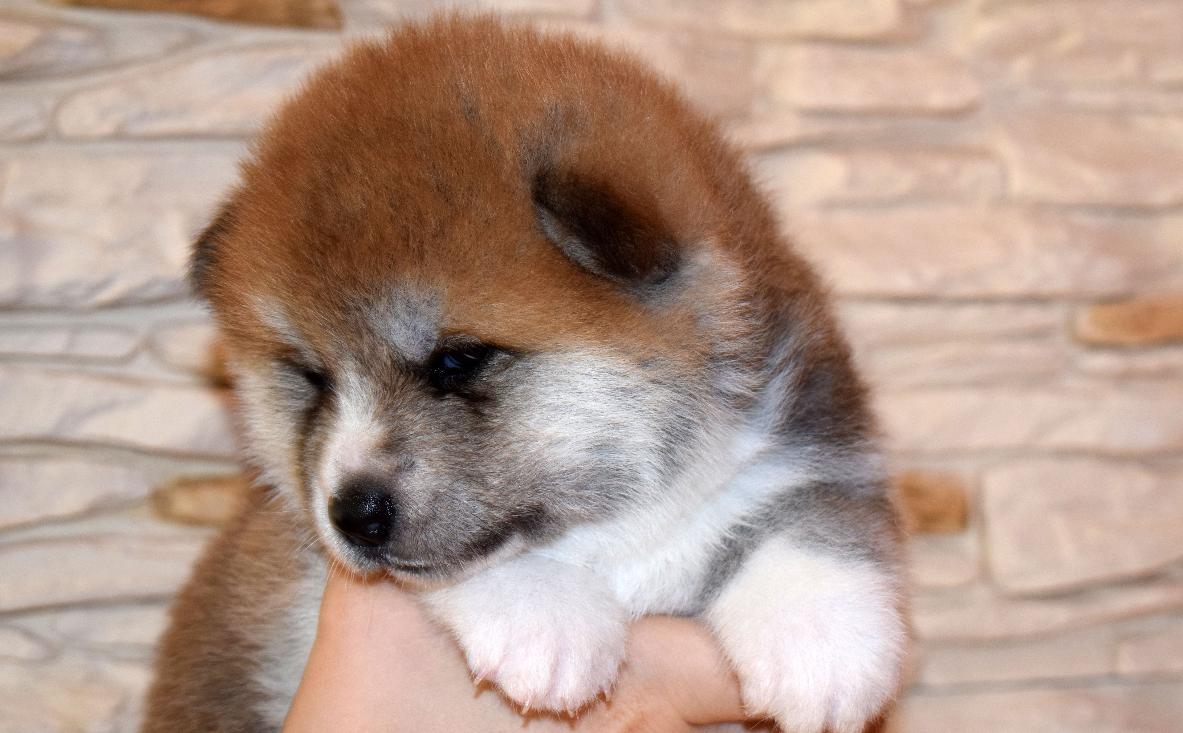 Akita inu Byu-Ti-Sawa vrh T