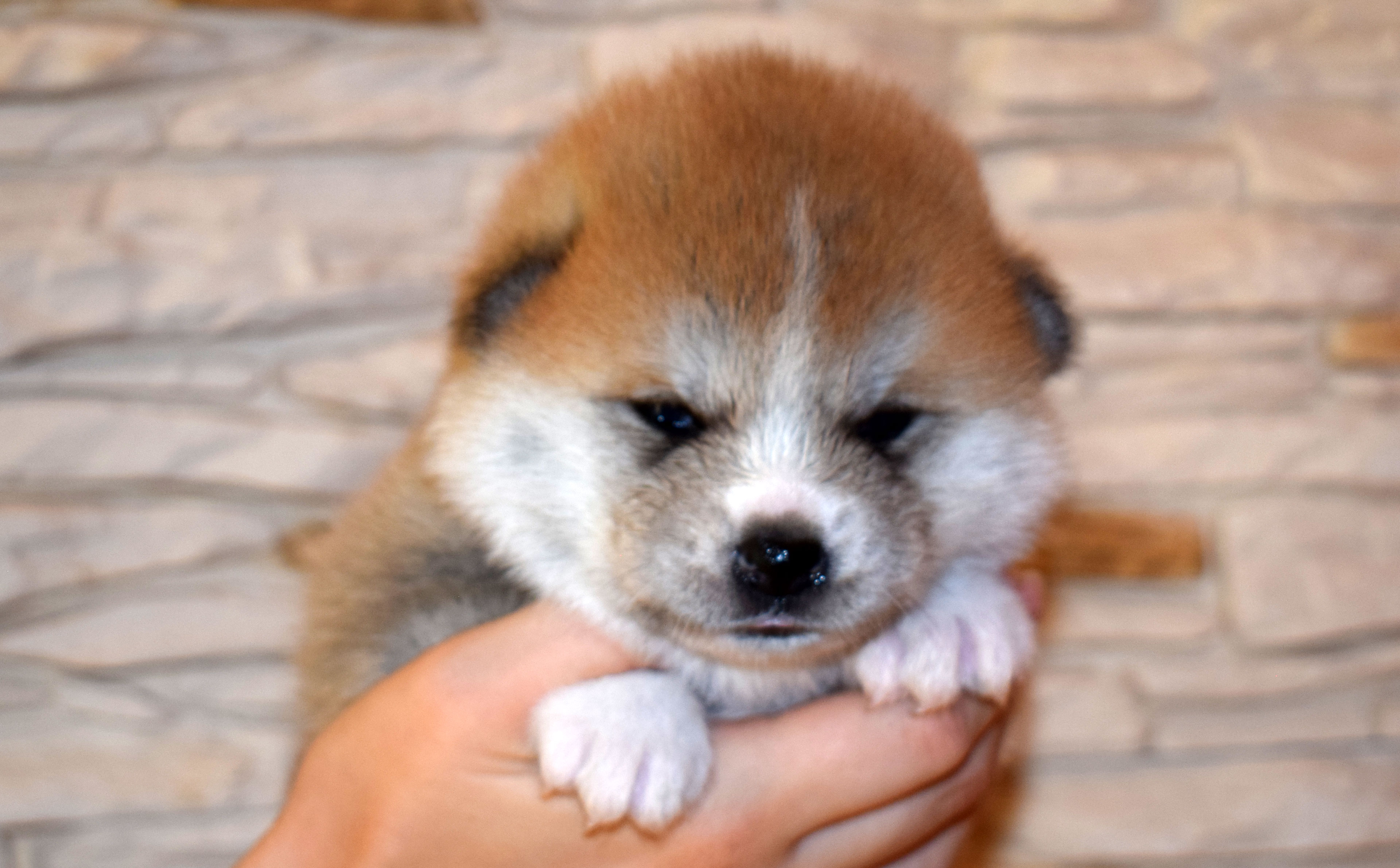 Akita inu Byu-Ti-Sawa vrh T