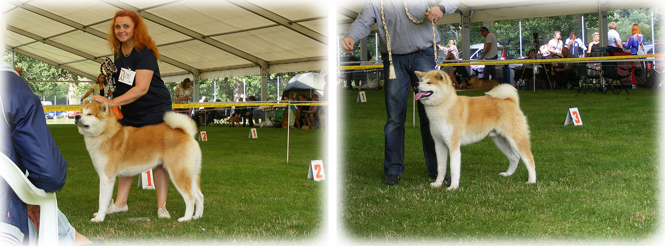 Akita inu Byu-Ti-Sawa