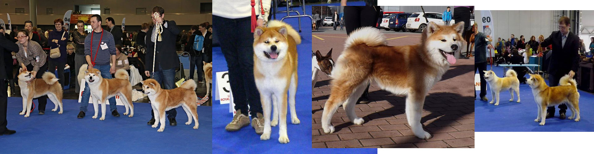 Akita inu Byu-Ti-Sawa