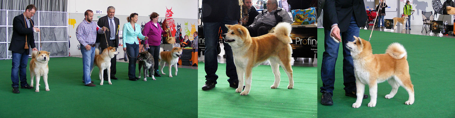 Akita inu Byu-Ti-Sawa