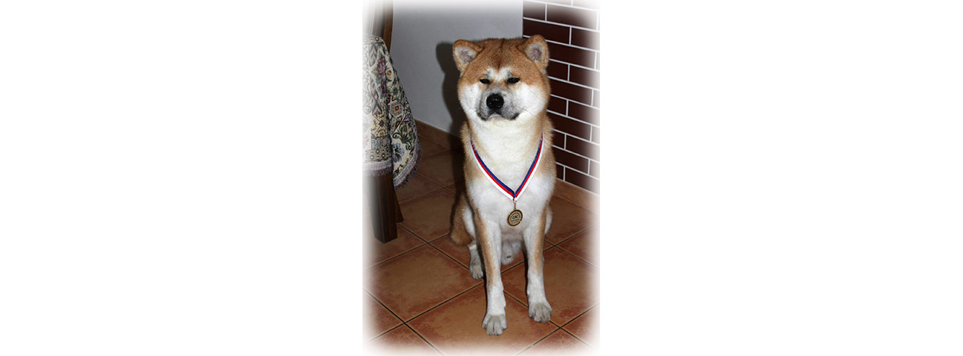 Akita inu Byu-Ti-Sawa HARUKI GO