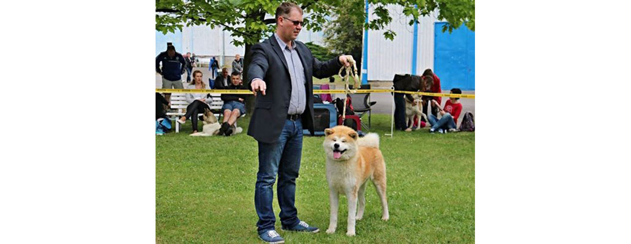 Akita inu Litoměřice 22.5.2017