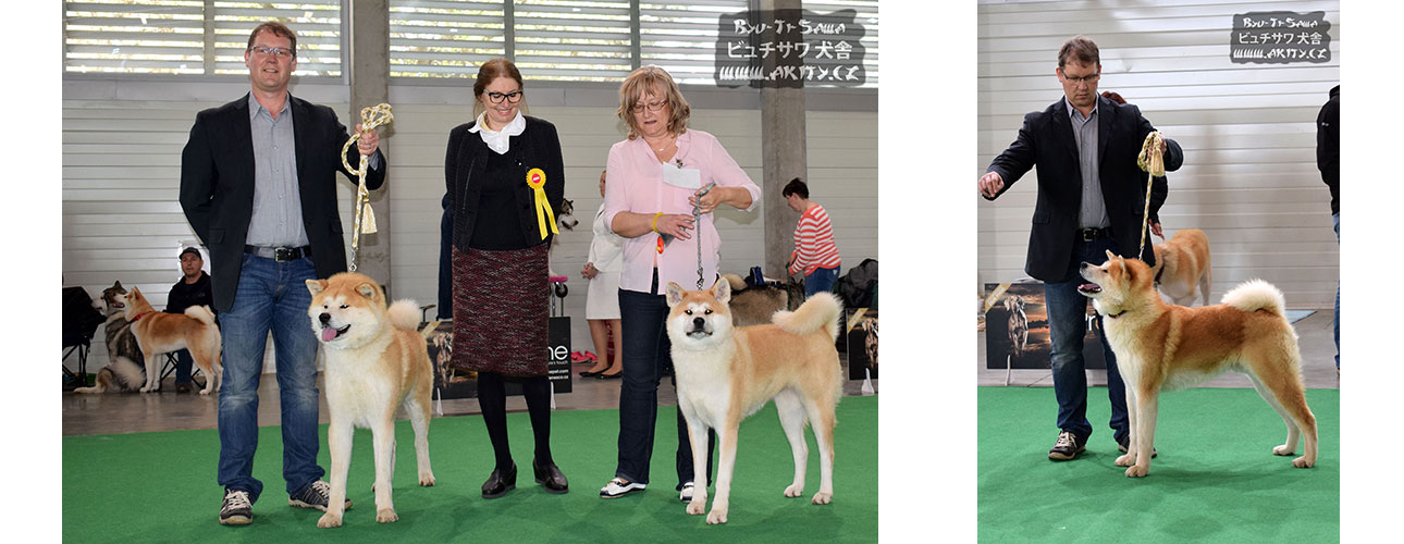 Akita inu CACIB České Budějovice 23.4.2017