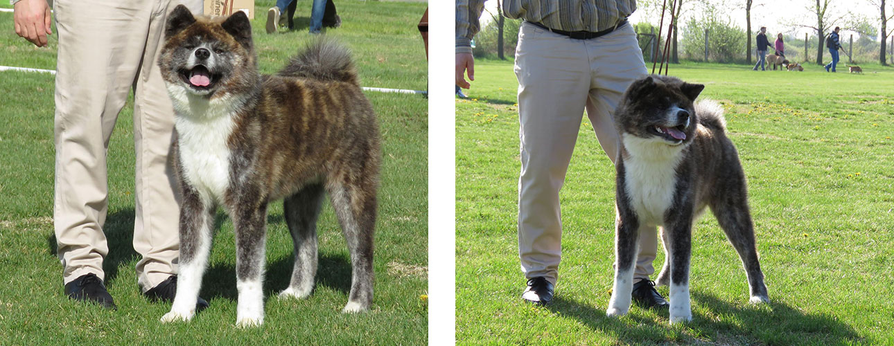 Akita inu CAC Sombor 9.4.2017